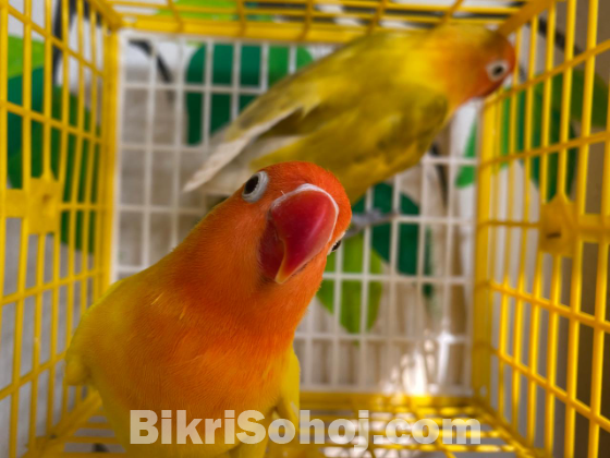love bird (Ring)